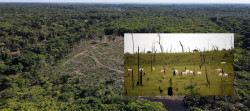 'Brazil Needs Mandatory Cattle Tracking to Stop Deforestation'