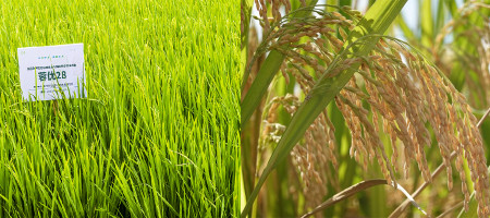 Drought-tolerant rice from China helps feed Africa, reducing methane emissions