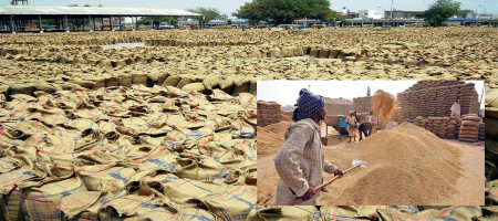 Despite the floods, Punjab's rice basket weighed 210 LMT, the highest in five years