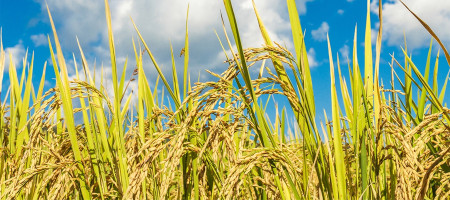 'Palay, rice prices will fall during the harvest season'