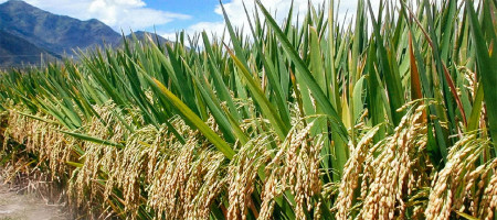 China's role in promoting hybrid rice cultivation