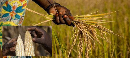 The Golden Crop: Cultivating Health in Rice and Maize Fields in Tanzania