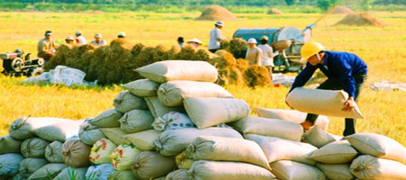 Vietnam leads the world in exporting rice prices