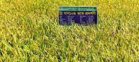 Production of Gopalganj Premier Quality Basmati Rice