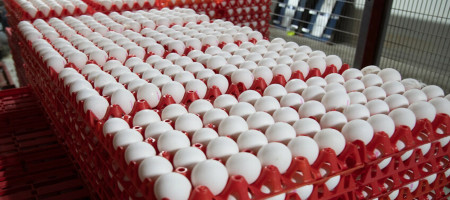 Ukrainian egg market hit with oversupply