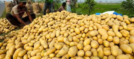 Potatoes are being sold in the market at three and a half times the price of imports
