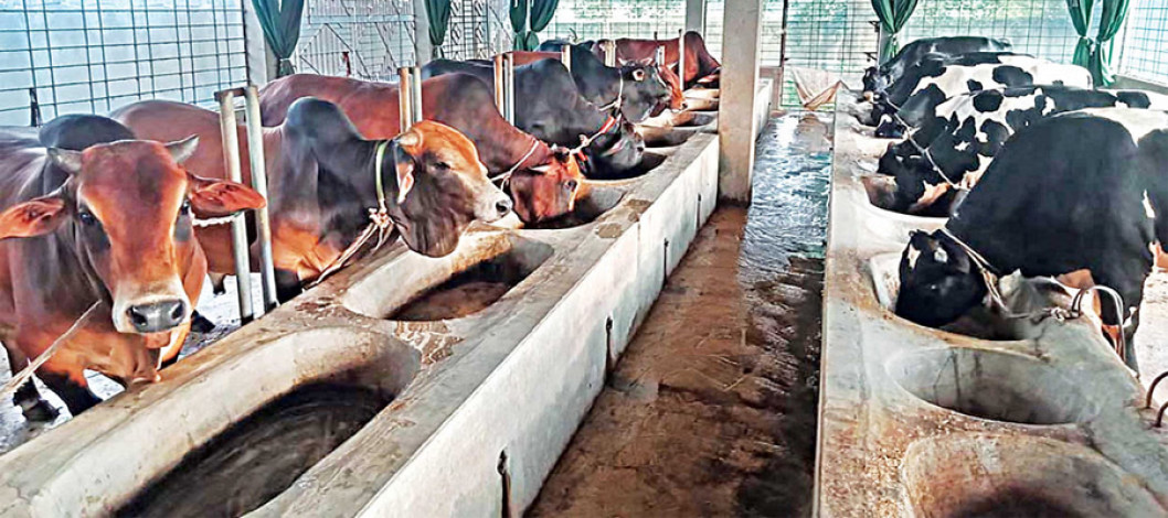 Cattle feed market in Bangladesh