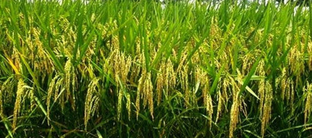 BRRI develops 3 new rice varieties