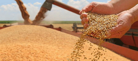Tunisia's new wheat tender shows importers willing to pay higher prices amid Black Sea wheat price hike