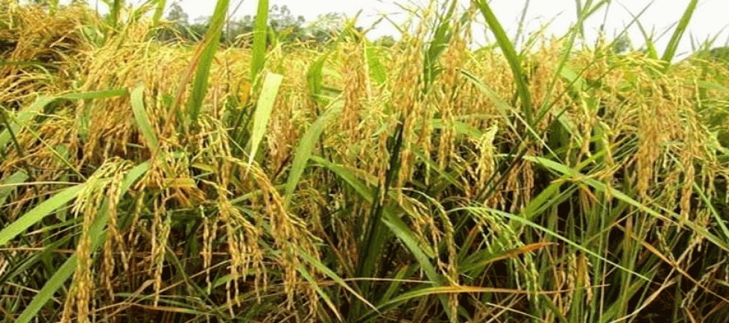 Aush harvesting is going on in full swing in Manikganj