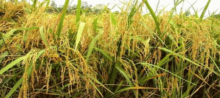 Aush harvesting is going on in full swing in Manikganj