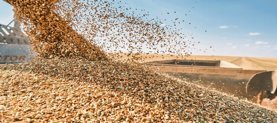 Brazil has significantly increased its wheat production in recent years