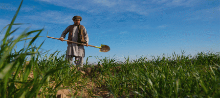 Afghanistan: FAO and UK launch GBP 10 million initiative to boost rural resilience and food security