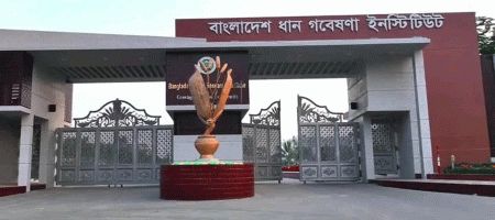 BRRI's new varieties to help bring 25pc fallow land under cultivation: experts