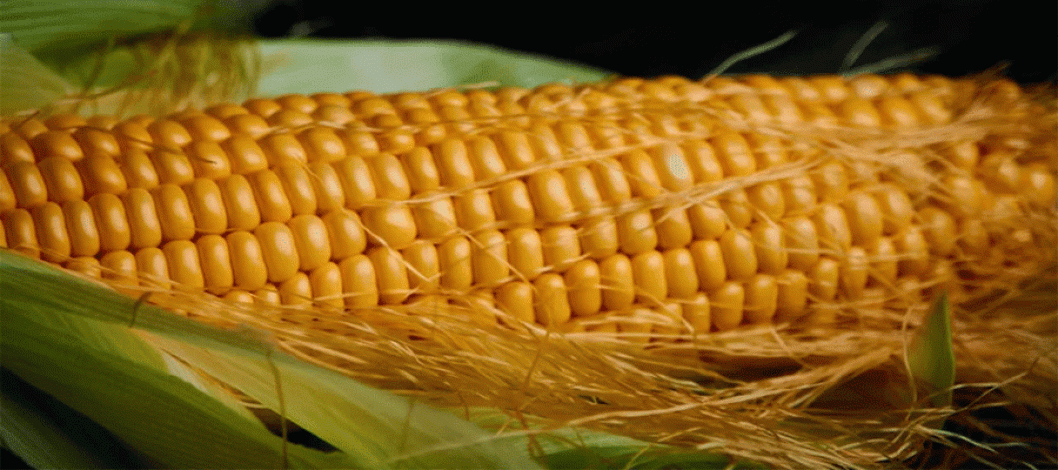Farmers in Bangladesh's Rangpur agricultural region have a bumper corn harvest this year