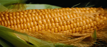 Farmers in Bangladesh's Rangpur agricultural region have a bumper corn harvest this year