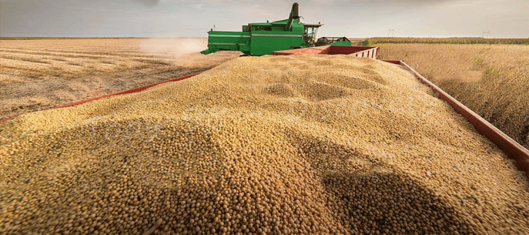 Brazilian court reinstates moratorium on Amazon-protected soy products