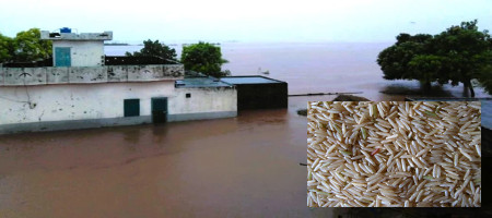 Flood-hit Pakistan and India face rising basmati prices