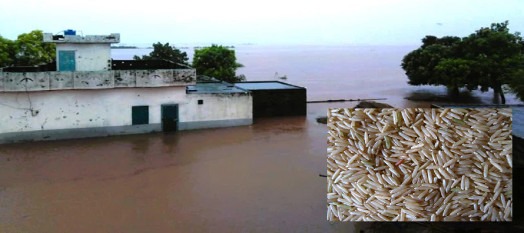 Flood-hit Pakistan and India face rising basmati prices