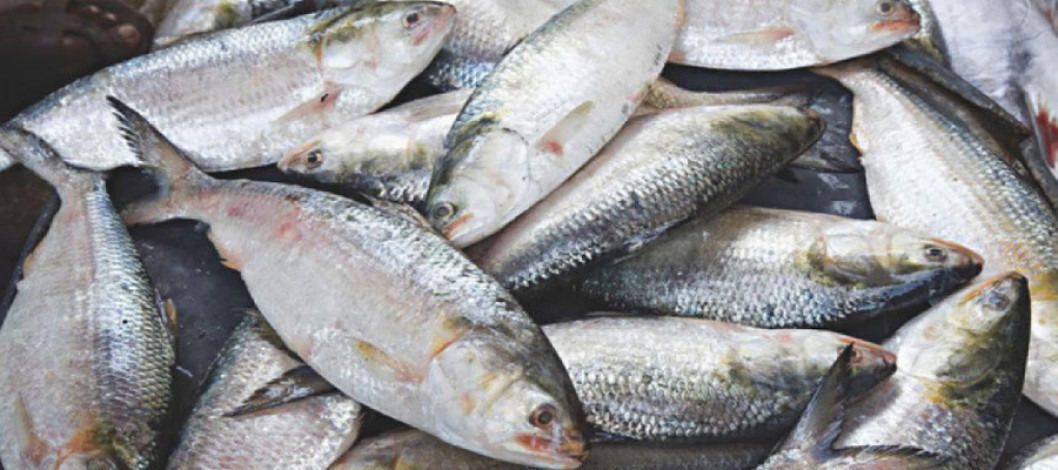 Bangladeshi hilsa is going to India on the occasion of Durga Puja