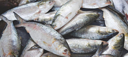 Bangladeshi hilsa is going to India on the occasion of Durga Puja