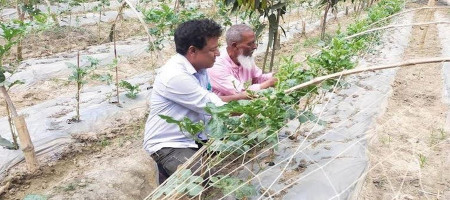 Modern farming in Rajshahi is promoting cost-effective techniques
