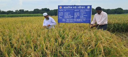 BINA rice varieties bring new hope to farmers in Barind region