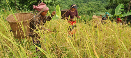 Farmers in Khagrachari, Bangladesh, celebrate record yield of jhum paddy