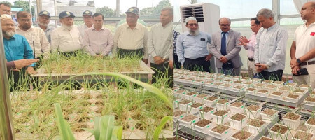 Workshop on wheat and corn innovations in Dinajpur