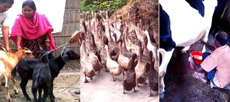 Rangpur is a self-sufficient district in meat, eggs and milk