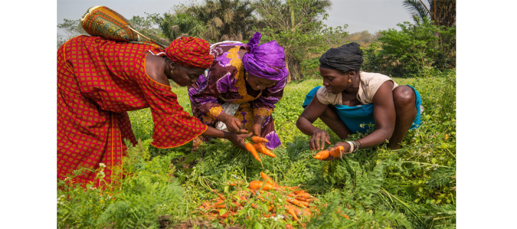 FAO launches International Year of the Woman Farmer 2026 to accelerate gender equality and women’s empowerment in agrifood systems