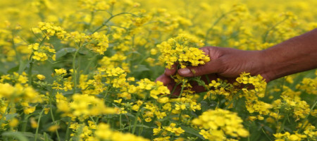 6.46 lakh tons of mustard are expected to be cultivated in the Rajshahi division