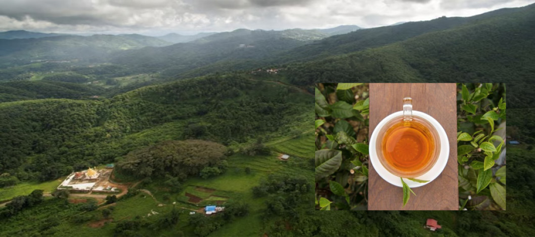 Natural Disaster, Guns, and Tea: How Myanmar’s Mogok Tea Estate Thrives in Adversity
