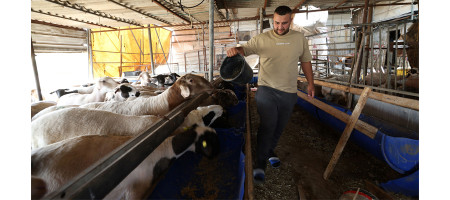 West Bank: 72 000 families urgently require emergency agricultural assistance, new FAO survey finds