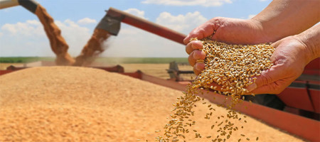 Argentina's 2025/26 wheat crop to reach record 27.8 million tons, exchange says