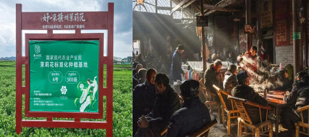 Mapping the Flavors of Chinese Jasmine Tea: How Regional Traditions Shape Diversity