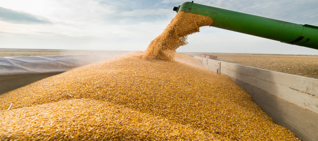 Corn Slips Lower to Close Out January