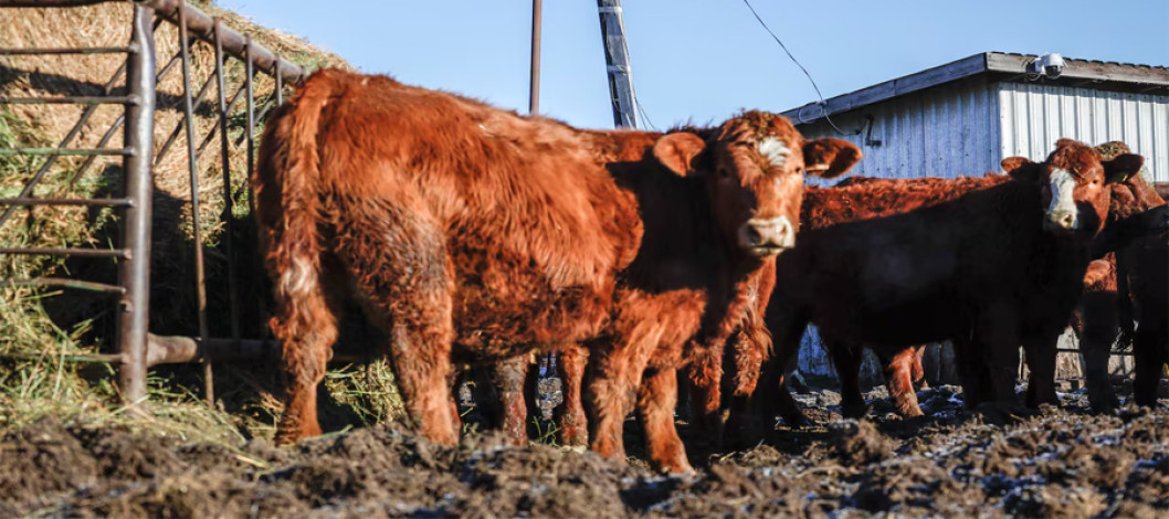 Markets Eye Latest Inflation Reading, Cattle Inventory Report as Congress Presses Forward on Spending Bill