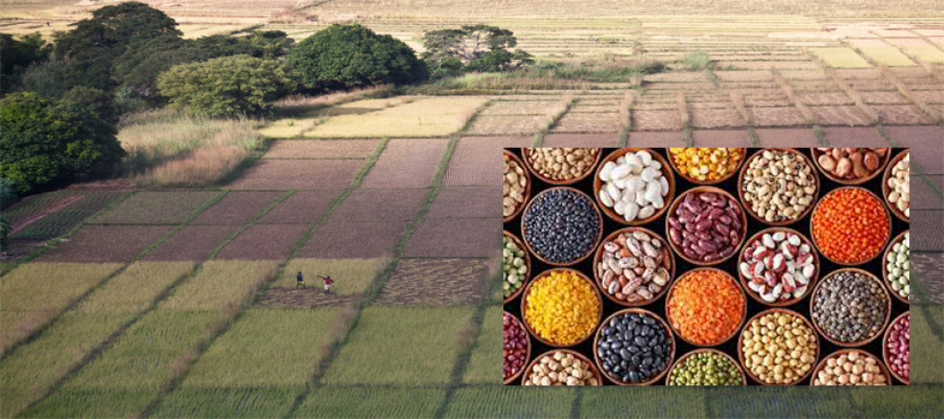 About Agriculture in Argentina