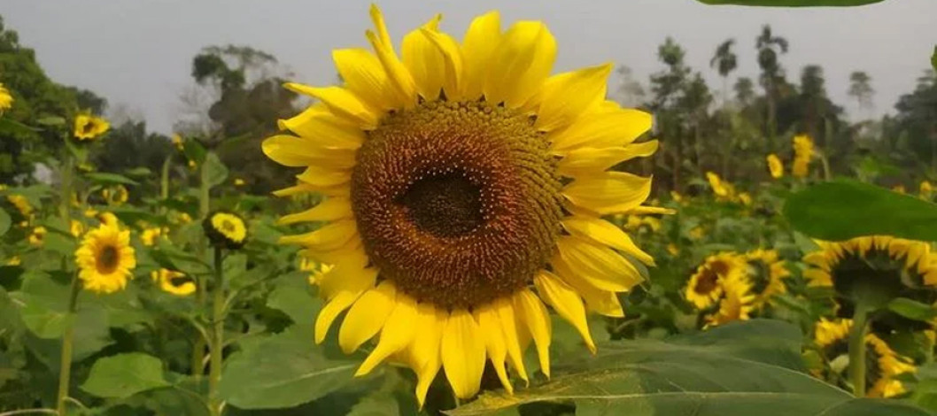 Sunflower cultivation brings new hope to Madhupur farmers