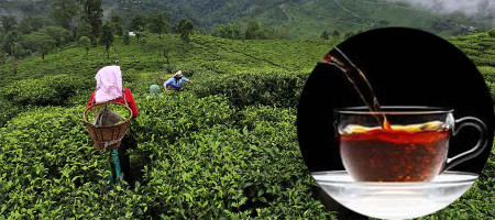 Demand for weekly tea sales in Chittagong was quite strong