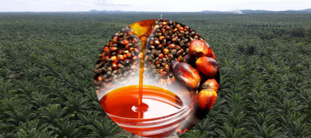 Palm oil production in Indonesia