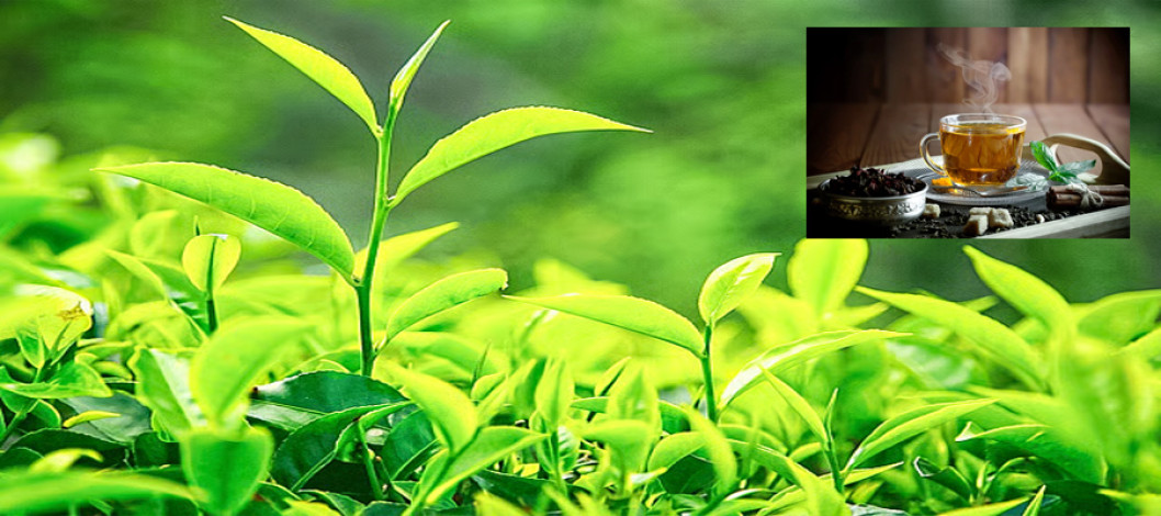 Tea production has increased in 5 northern districts, including Panchagarh