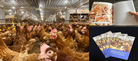 Responding to Market Demand, Indonesia’s First Commercial-Scale Cage-Free Layer Farming  Guide Published