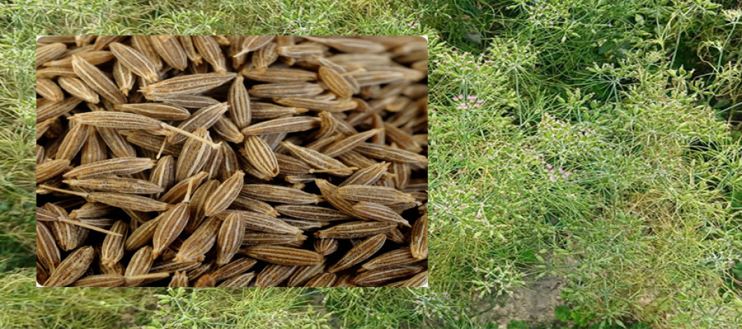 Hamidur, a farmer from Satkuri village in Dinajpur, is successful in cultivating cumin