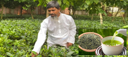 Tea seems to be coming down to the plains as well as the mountainous lands