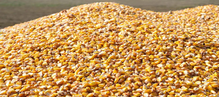 Bangladesh's corn imports are shifting from India to Brazil and the United States.