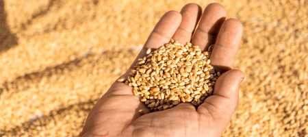 Wheat production in India may be lower than forecast as rain and hail damage yield