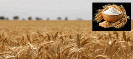 Bumper wheat harvest in Dinajpur, Bangladesh