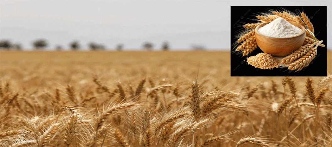Bumper wheat harvest in Dinajpur, Bangladesh